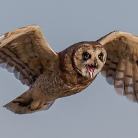 Marsh Owl