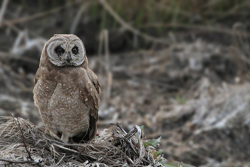 Marsh Owl sits on the ground with dead grass by Richard & Eileen Flack
