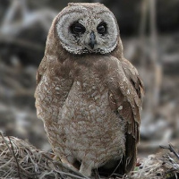 Marsh Owl