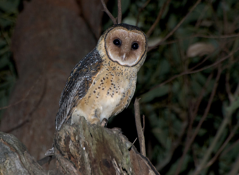 A beautiful Australian Masked Owl perched on a broken tree branch by Richard Jackson