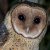 Australian Masked Owl