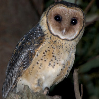 Australian Masked Owl