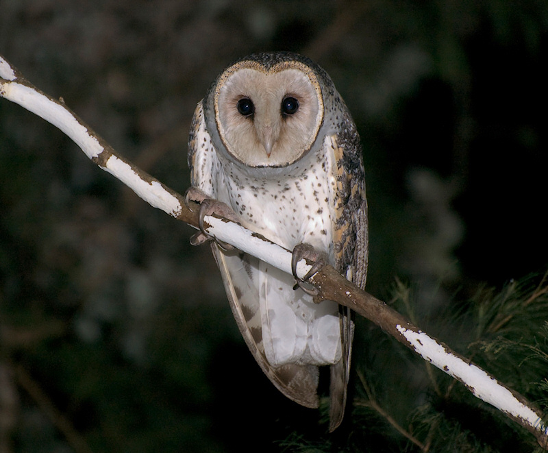 Front facing portrait of an Australian Masked Owl hunched down on its perch by Richard Jackson