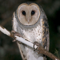 Australian Masked Owl