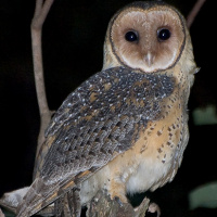 Australian Masked Owl