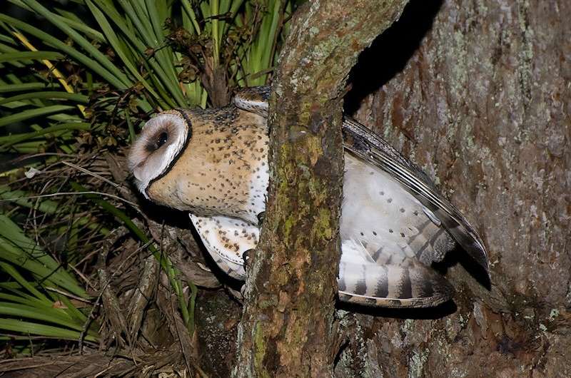 Australian Masked Owl perched on a thick branch photographed from below by Richard Jackson