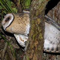 Australian Masked Owl