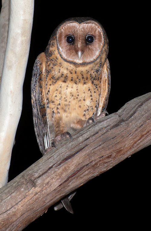 Australian Masked Owl perched on a tree branch at night by Richard Jackson
