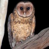 Australian Masked Owl