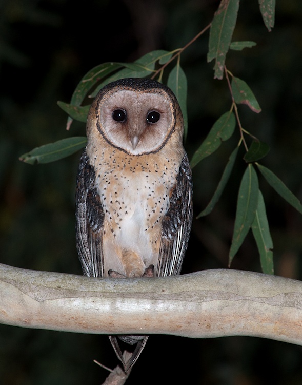 Front facing portrait of a beautiful Australian Masked Owl by Richard Jackson