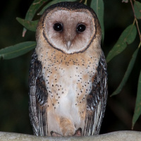 Australian Masked Owl