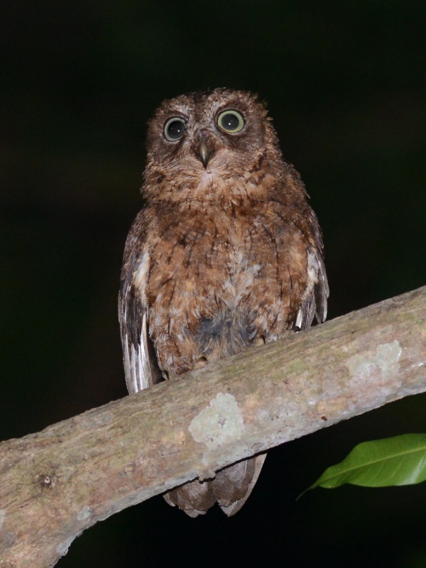 Mayotte Scops Owl on a large branch at night by Alan Van Norman