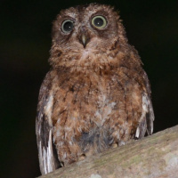 Mayotte Scops Owl