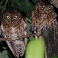 Mayotte Scops Owl
