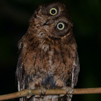 Mayotte Scops Owl