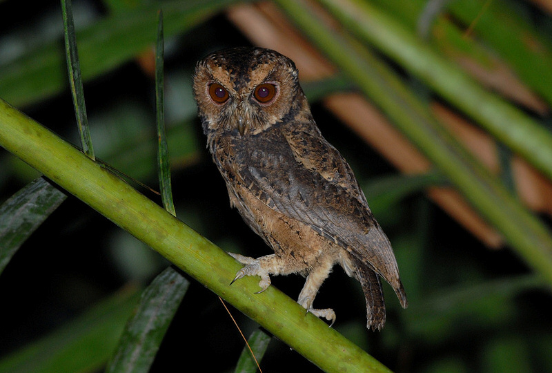 Mentawai Scops Owl standing on a green tree branch looking back by Bram Demeulemeester