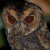Mentawai Scops Owl