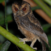 Mentawai Scops Owl