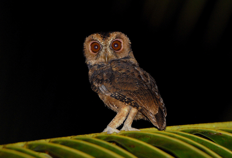 Mentawai Scops Owl on a green palm frond looks back  by Bram Demeulemeester