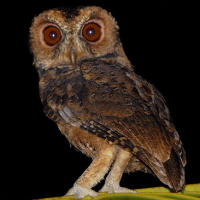 Mentawai Scops Owl