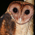 Minahassa Masked Owl