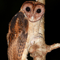 Minahassa Masked Owl