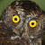 Mindanao Scops Owl