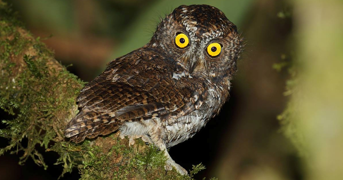 Mindanao Scops Owl (Otus mirus) - Information, Pictures - The Owl Pages