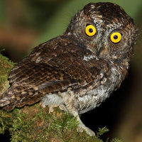 Mindanao Scops Owl