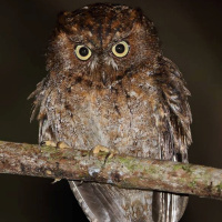 Mindoro Scops Owl