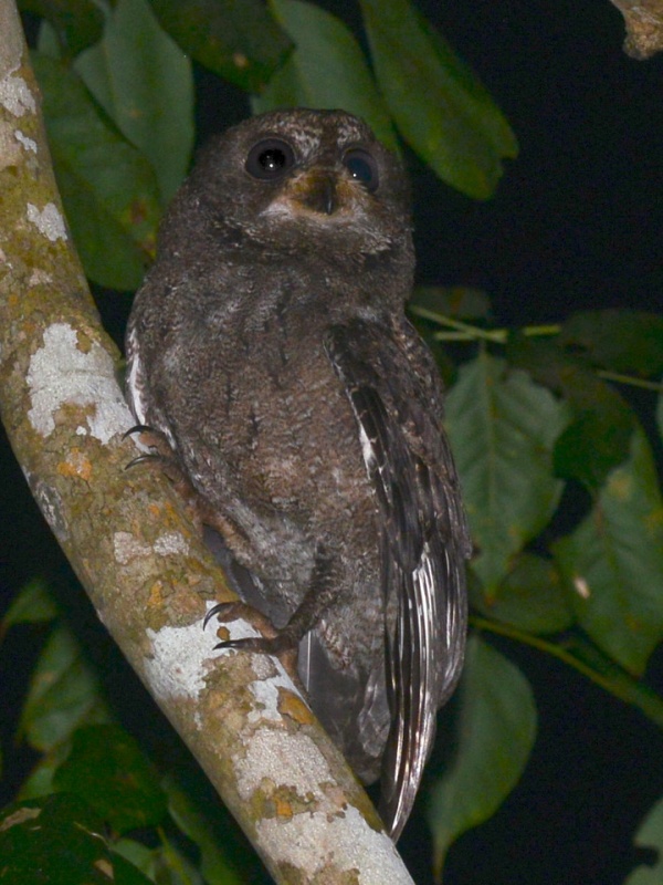 Mohéli Scops Owl looks up from an angled branch by Alan Van Norman