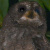 Mohéli Scops Owl