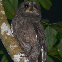 Mohéli Scops Owl