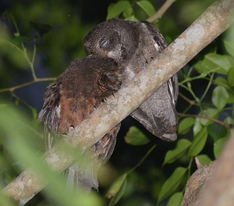 Mutual preening between a pair of Mohéli Scops Owls by Alan Van Norman