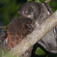 Mohéli Scops Owl