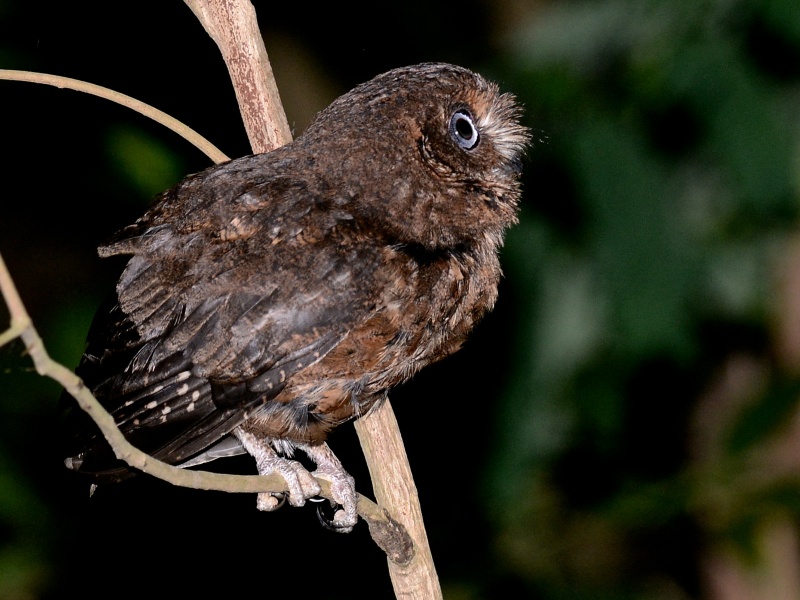 Side view of a Mohéli Scops Owl looking up from a thin branch by Alan Van Norman