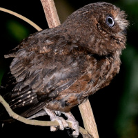 Mohéli Scops Owl