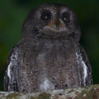 Mohéli Scops Owl