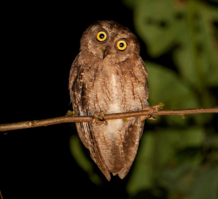 Moluccan Scops Owl perched on a thin branch with head tilted by Chris Barnes