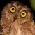 Moluccan Scops Owl