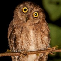 Moluccan Scops Owl