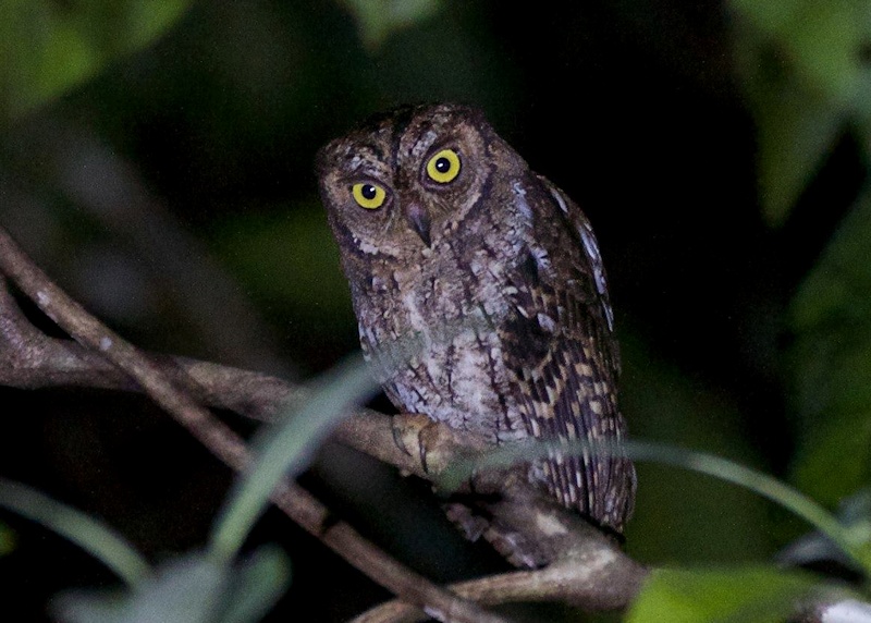 Moluccan Scops Owl perched on a branch at night by Chris Barnes