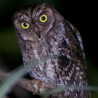 Moluccan Scops Owl