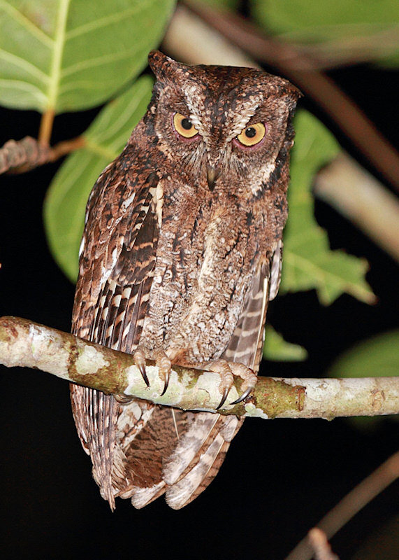 Moluccan Scops Owl with one raised ear-tuft by Rob Hutchinson