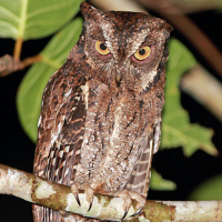 Moluccan Scops Owl