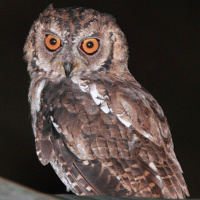 Moluccan Scops Owl