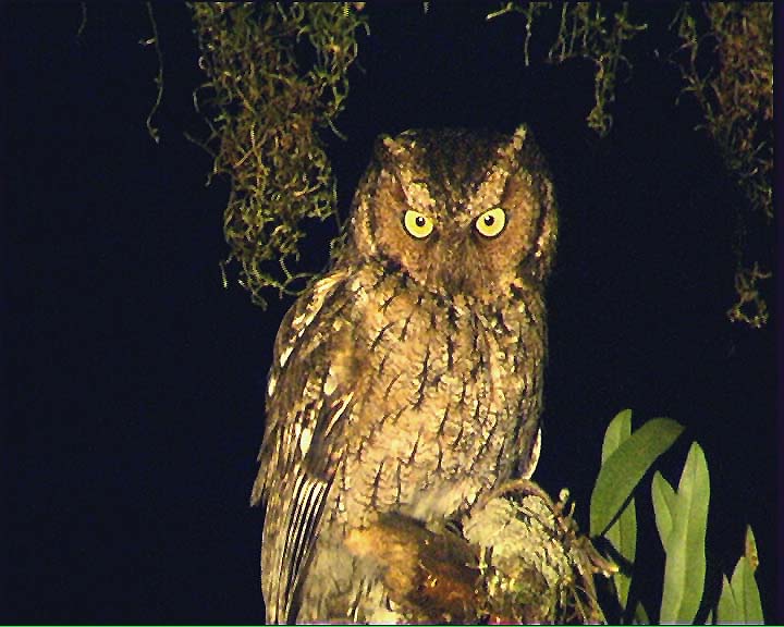 Yungas Screech Owl perched on a broken branch at night by Claus König