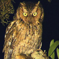 Yungas Screech Owl