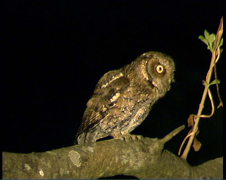 Yungas Screech Owl singing on a thick branch at night by Claus König