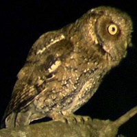 Yungas Screech Owl